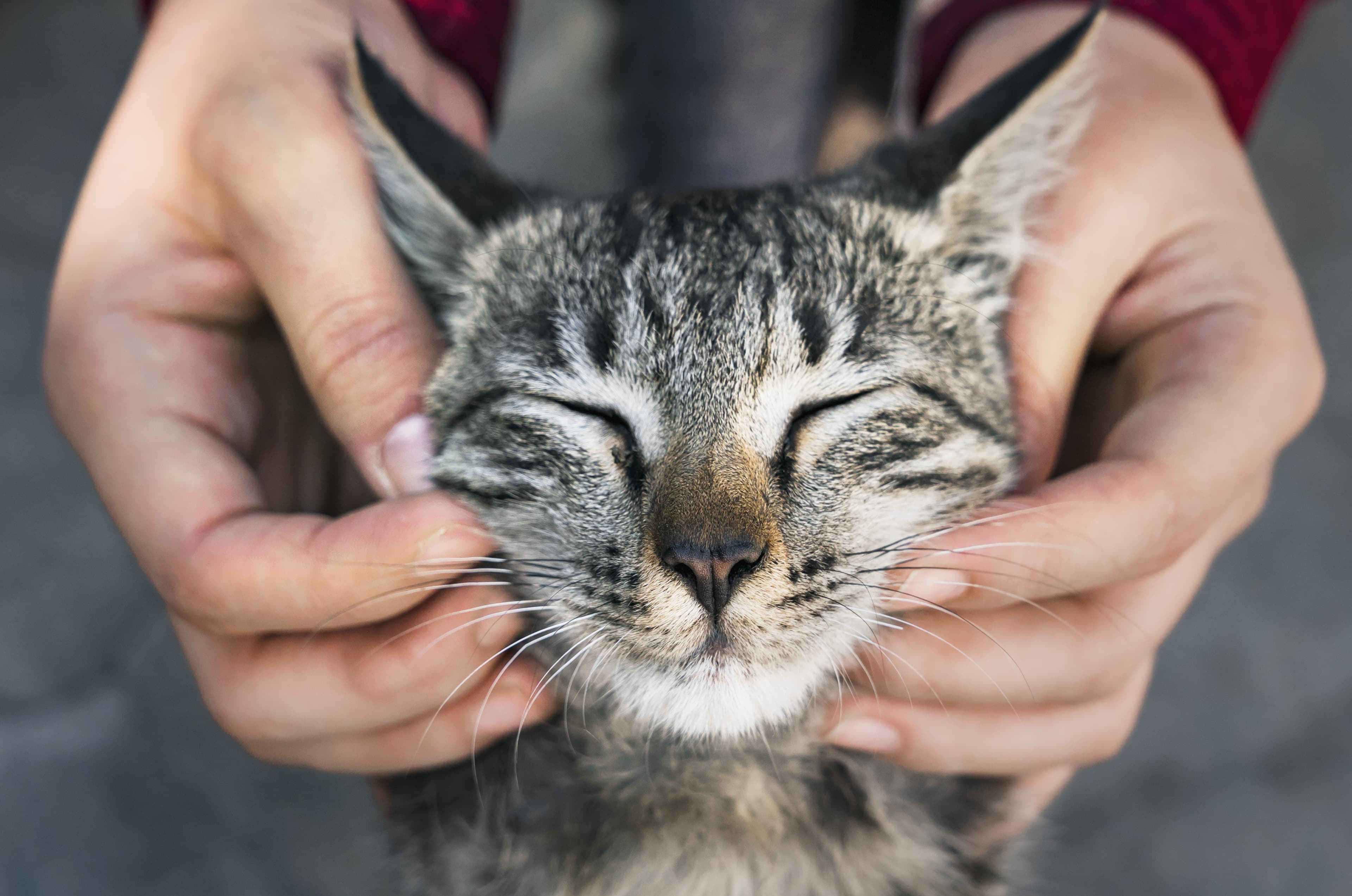 Understanding Your Feline Friend: Top 10 Cat Behaviors and What They Mean